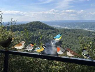 Singvögel bei der Geisberg-Schutzhütte, Siebengebirge